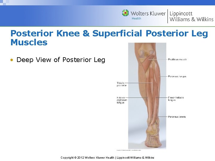 Posterior Knee & Superficial Posterior Leg Muscles • Deep View of Posterior Leg Copyright