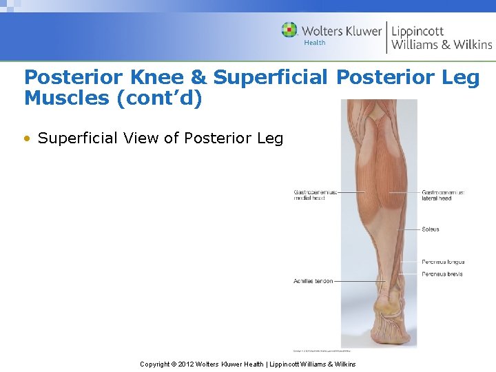 Posterior Knee & Superficial Posterior Leg Muscles (cont’d) • Superficial View of Posterior Leg