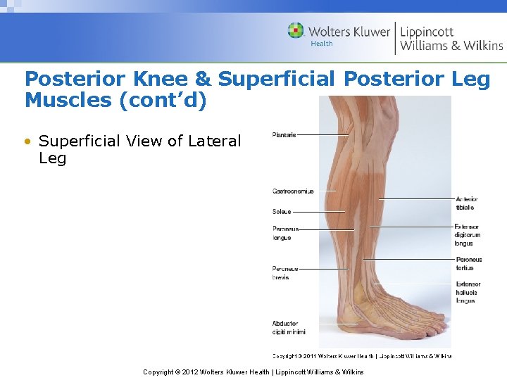 Posterior Knee & Superficial Posterior Leg Muscles (cont’d) • Superficial View of Lateral Leg