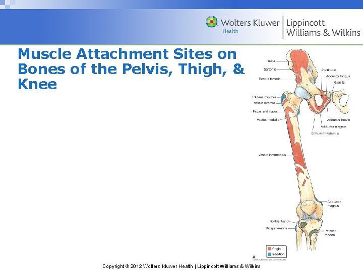 Muscle Attachment Sites on Bones of the Pelvis, Thigh, & Knee Copyright © 2012