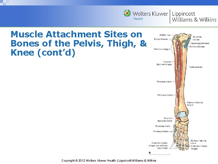 Muscle Attachment Sites on Bones of the Pelvis, Thigh, & Knee (cont’d) Copyright ©