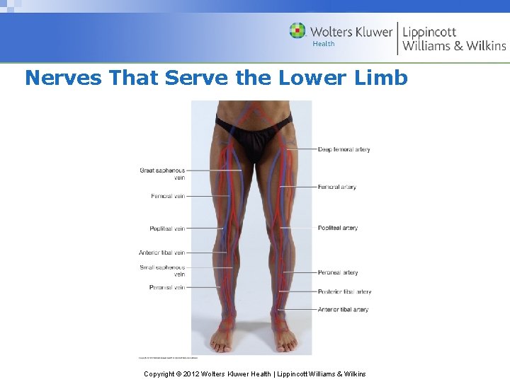 Nerves That Serve the Lower Limb Copyright © 2012 Wolters Kluwer Health | Lippincott