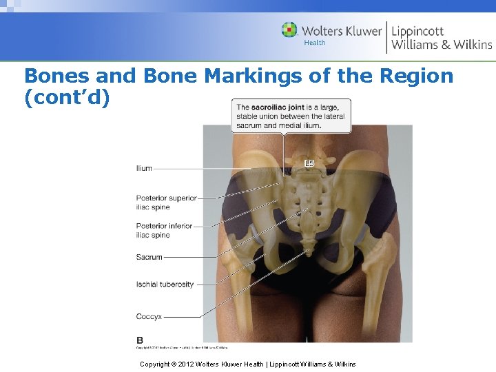 Bones and Bone Markings of the Region (cont’d) Copyright © 2012 Wolters Kluwer Health