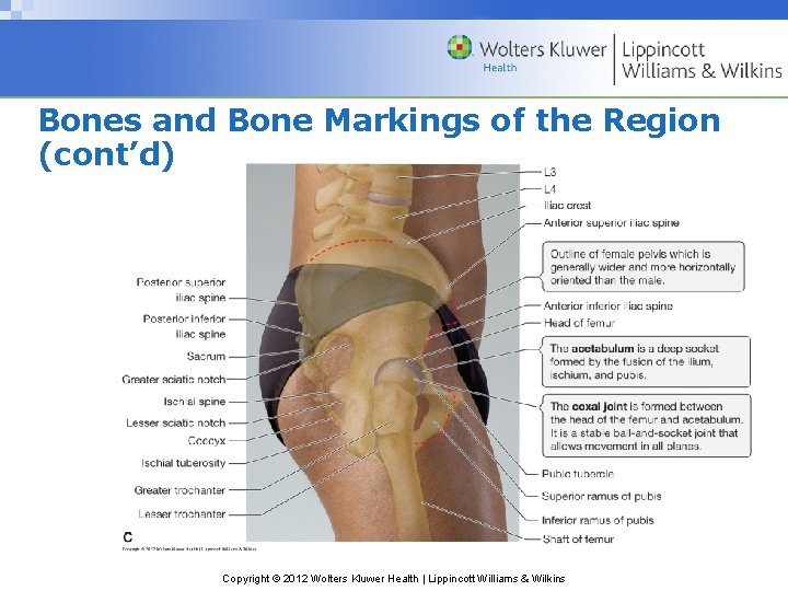 Bones and Bone Markings of the Region (cont’d) Copyright © 2012 Wolters Kluwer Health