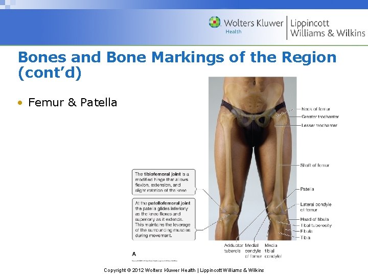 Bones and Bone Markings of the Region (cont’d) • Femur & Patella Copyright ©