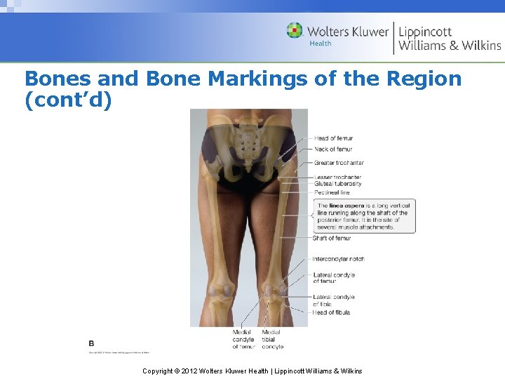 Bones and Bone Markings of the Region (cont’d) Copyright © 2012 Wolters Kluwer Health