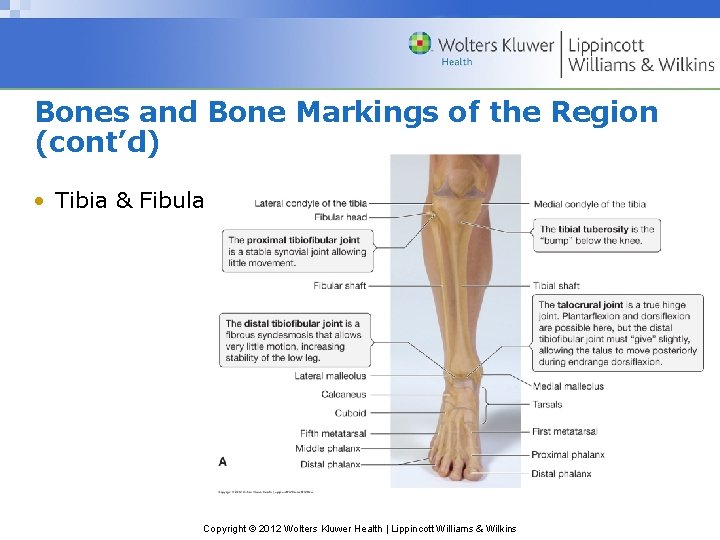 Bones and Bone Markings of the Region (cont’d) • Tibia & Fibula Copyright ©