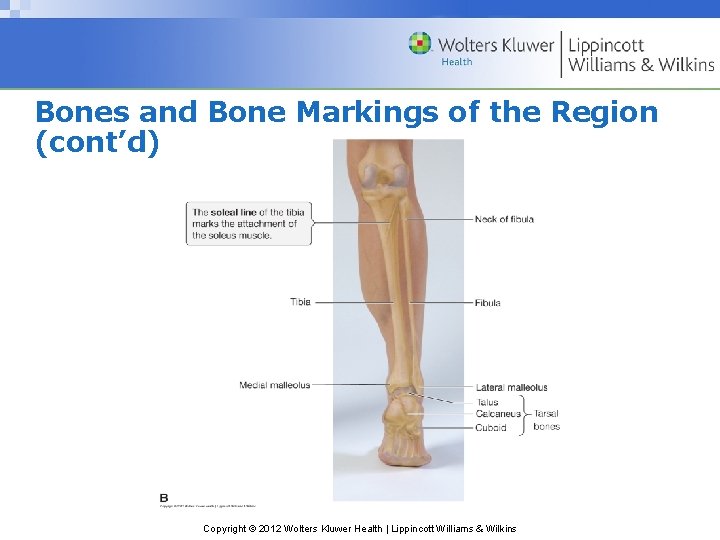 Bones and Bone Markings of the Region (cont’d) Copyright © 2012 Wolters Kluwer Health