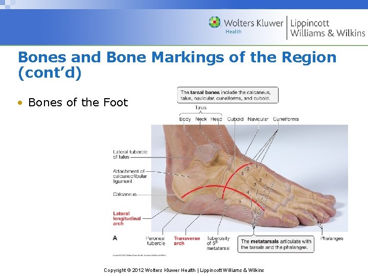 Bones and Bone Markings of the Region (cont’d) • Bones of the Foot Copyright