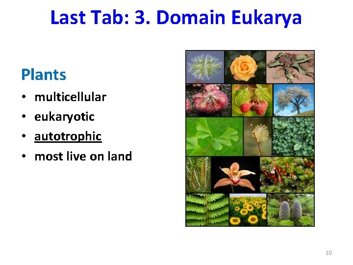 Last Tab: 3. Domain Eukarya Plants • • multicellular eukaryotic autotrophic most live on