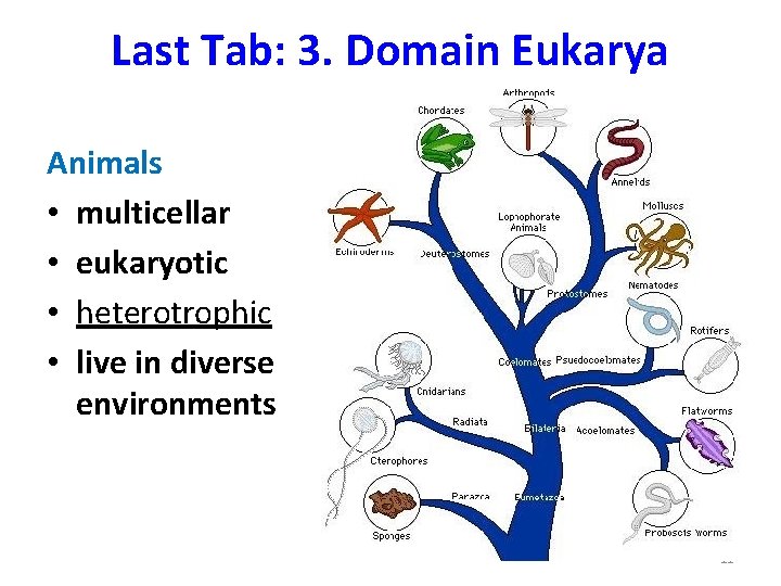 Last Tab: 3. Domain Eukarya Animals • multicellar • eukaryotic • heterotrophic • live