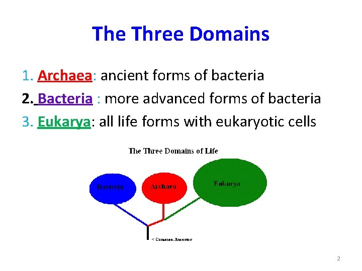 The Three Domains 1. Archaea: ancient forms of bacteria 2. Bacteria : more advanced