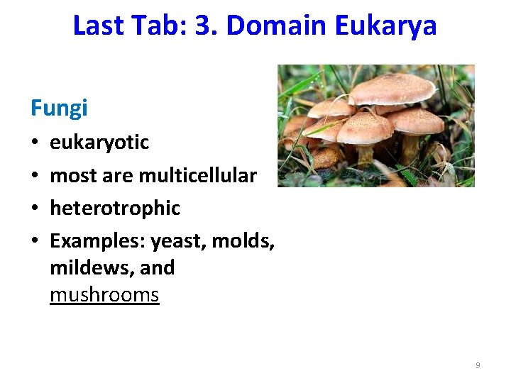 Last Tab: 3. Domain Eukarya Fungi • • eukaryotic most are multicellular heterotrophic Examples: