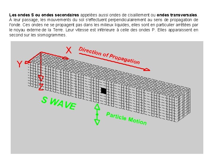 Les ondes S ou ondes secondaires appelées aussi ondes de cisaillement ou ondes transversales.