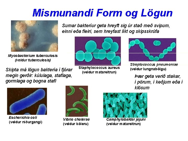 Mismunandi Form og Lögun Sumar bakteríur geta hreyft sig úr stað með svipum, einni