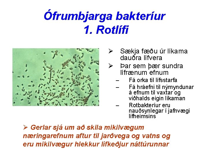 Ófrumbjarga bakteríur 1. Rotlífi Ø Sækja fæðu úr líkama dauðra lífvera Ø Þar sem