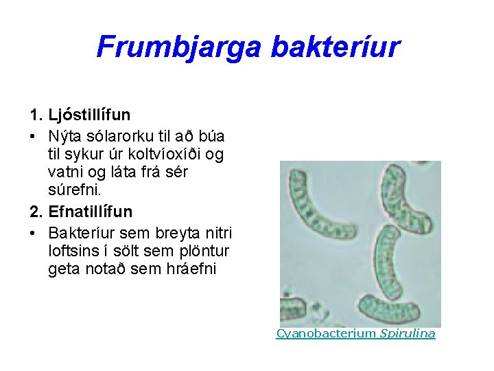 Frumbjarga bakteríur 1. Ljóstillífun • Nýta sólarorku til að búa til sykur úr koltvíoxíði