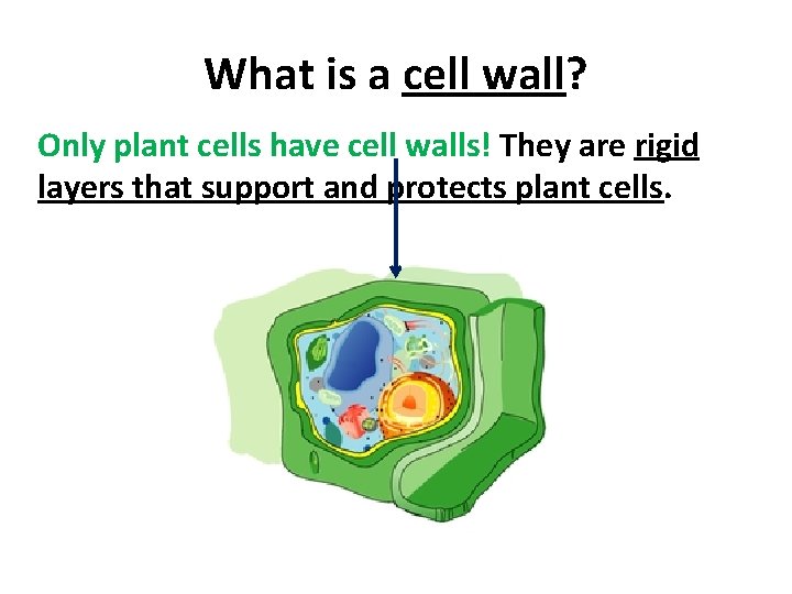 What is a cell wall? Only plant cells have cell walls! They are rigid