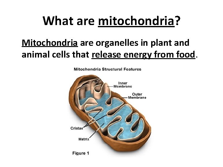 What are mitochondria? Mitochondria are organelles in plant and animal cells that release energy