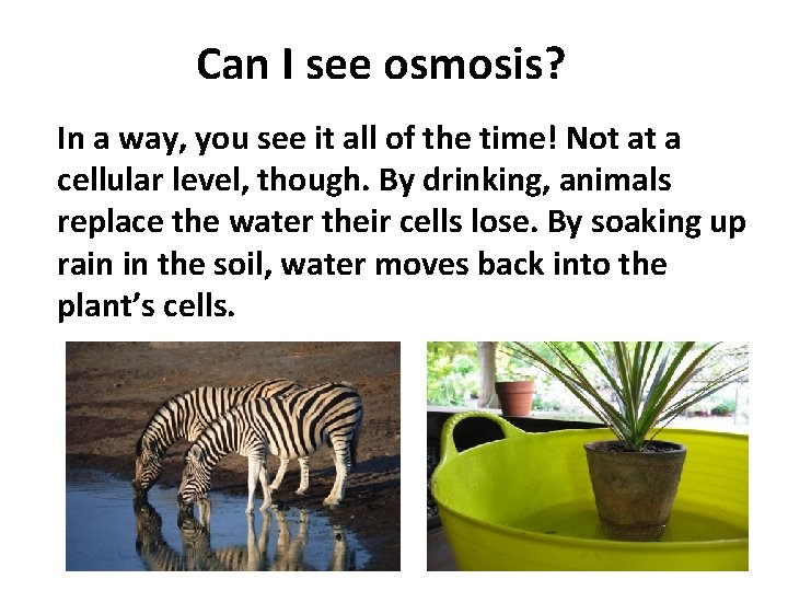 Can I see osmosis? In a way, you see it all of the time!