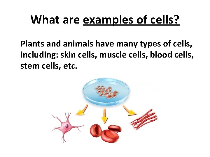 What are examples of cells? Plants and animals have many types of cells, including: