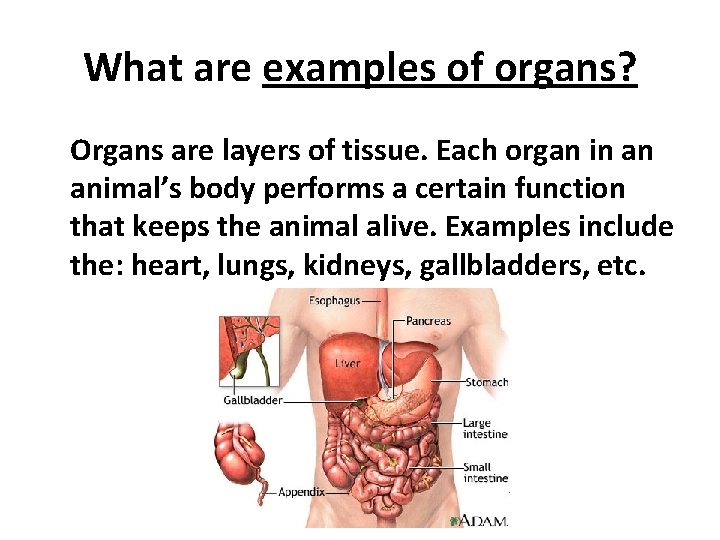 What are examples of organs? Organs are layers of tissue. Each organ in an