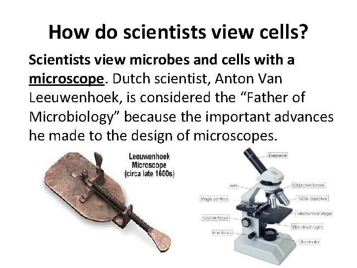 How do scientists view cells? Scientists view microbes and cells with a microscope. Dutch