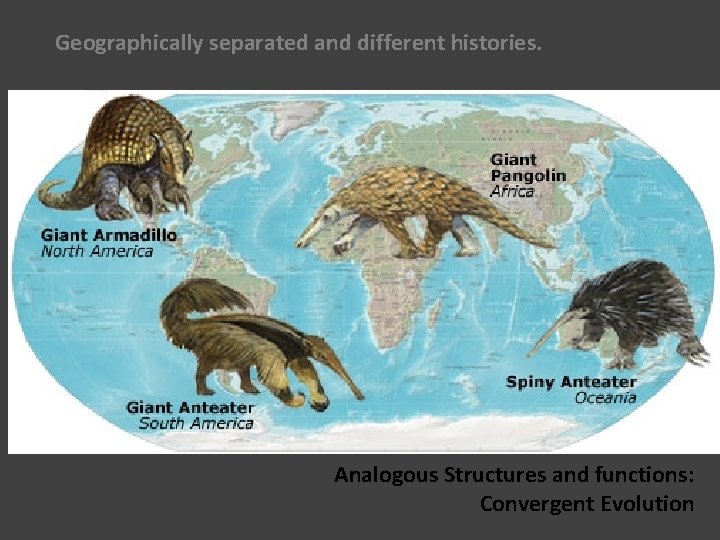 Geographically separated and different histories. Analogous Structures and functions: Convergent Evolution 