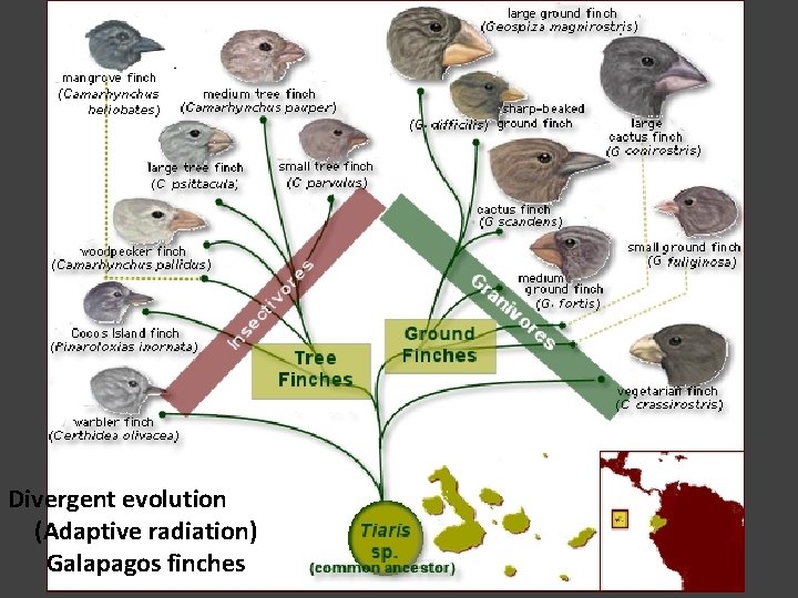 Divergent evolution (Adaptive radiation) Galapagos finches 