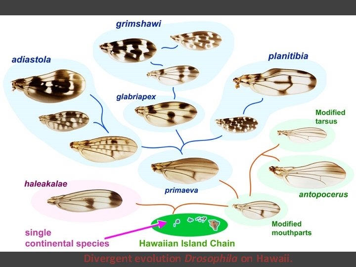 Divergent evolution Drosophila on Hawaii. 