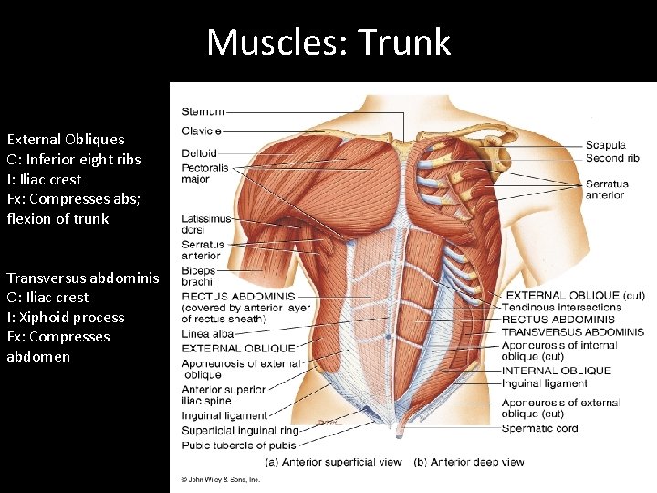 Muscles: Trunk External Obliques O: Inferior eight ribs I: Iliac crest Fx: Compresses abs;