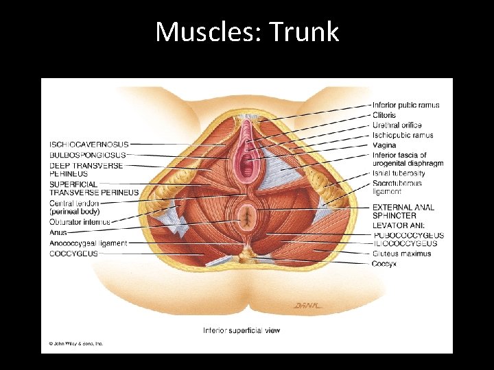 Muscles: Trunk 