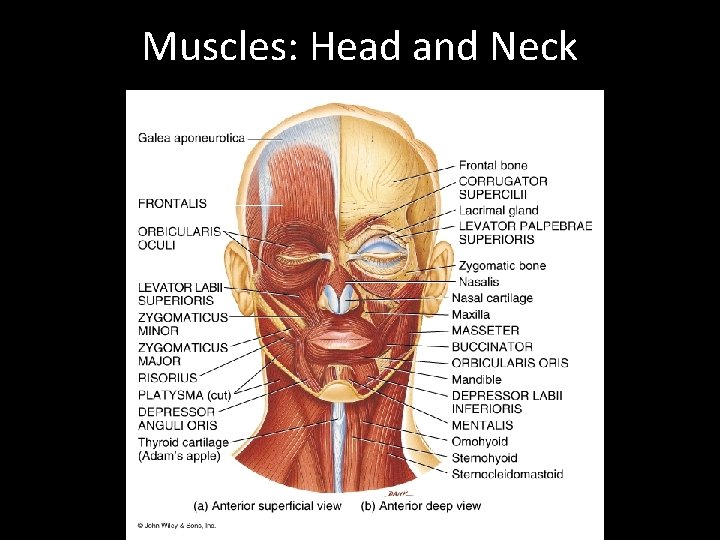 Muscles: Head and Neck 