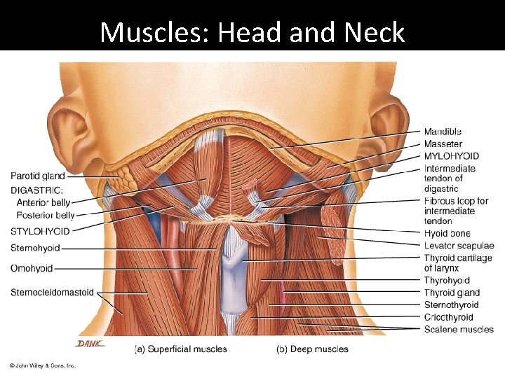 Muscles: Head and Neck 