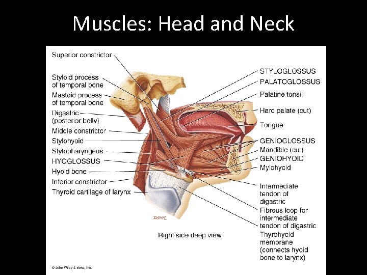 Muscles: Head and Neck 