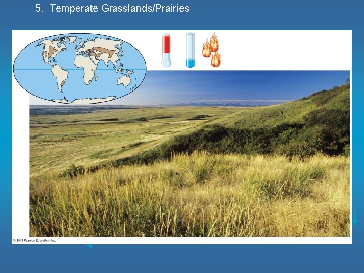 5. Temperate Grasslands/Prairies 