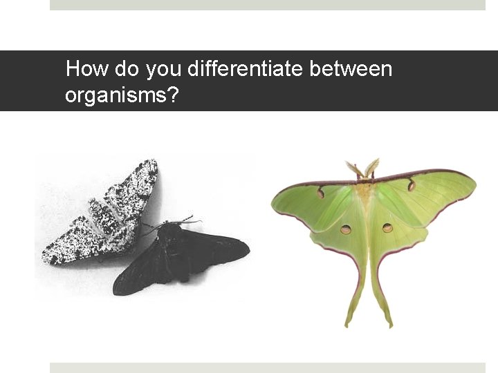 How do you differentiate between organisms? 