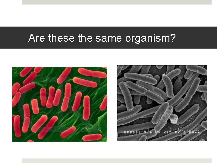 Are these the same organism? 