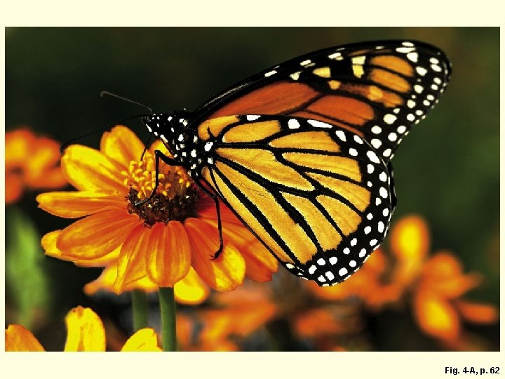 Fig. 4 -A, p. 62 