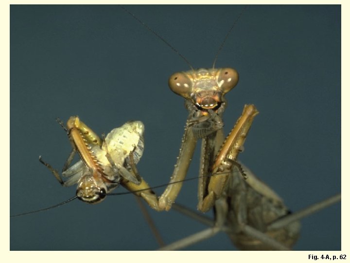 Fig. 4 -A, p. 62 