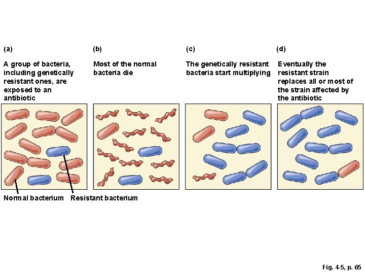 (a) (b) (c) (d) A group of bacteria, including genetically resistant ones, are exposed