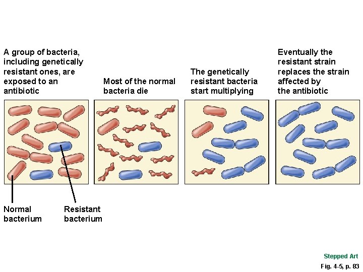 A group of bacteria, including genetically resistant ones, are exposed to an antibiotic Normal