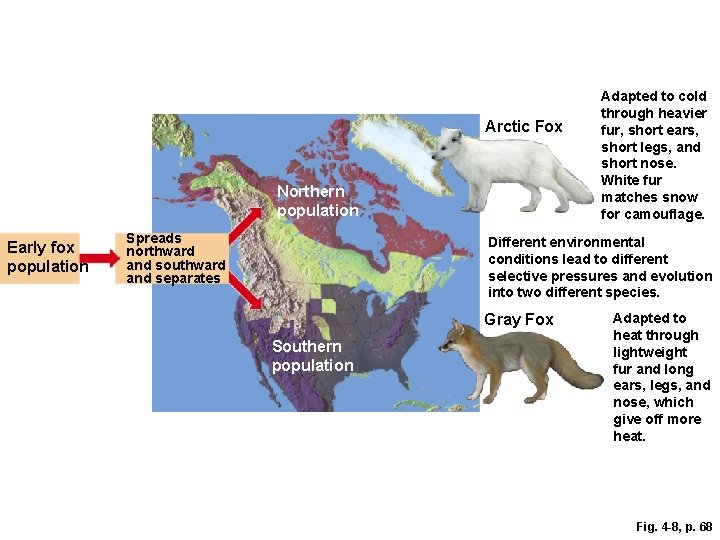 Arctic Fox Northern population Early fox population Spreads northward and southward and separates Adapted