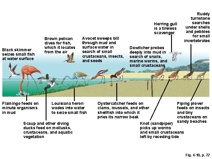 Herring gull is a tireless scavenger Black skimmer seizes small fish at water surface