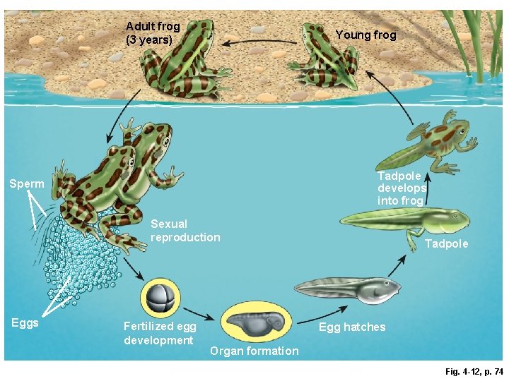 Adult frog (3 years) Young frog Tadpole develops into frog Sperm Sexual reproduction Eggs
