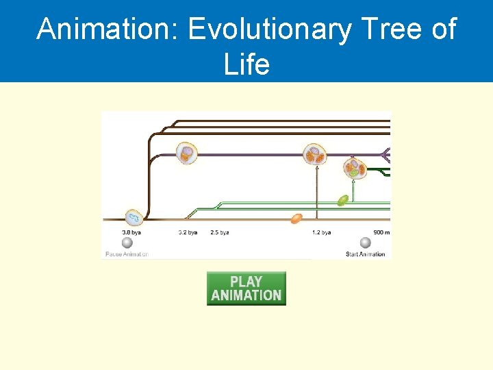 Animation: Evolutionary Tree of Life 