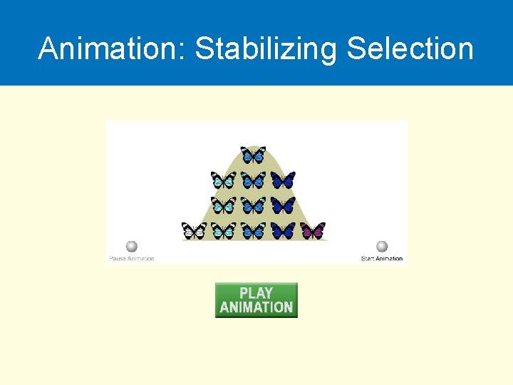 Animation: Stabilizing Selection 