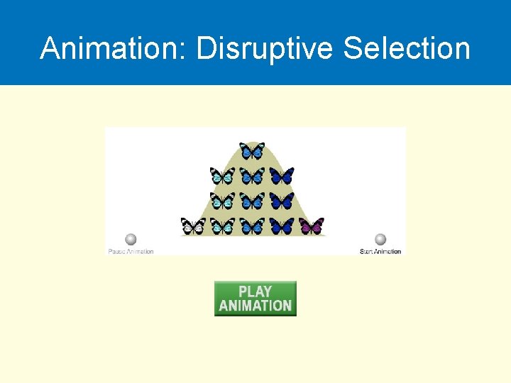 Animation: Disruptive Selection 
