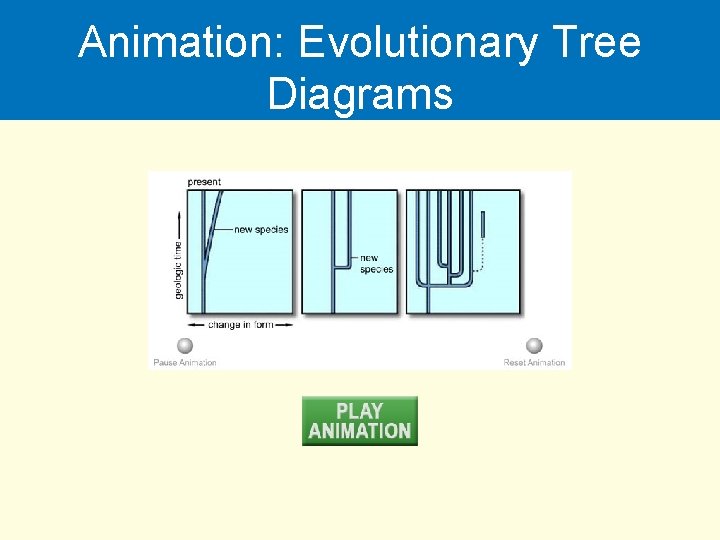 Animation: Evolutionary Tree Diagrams 