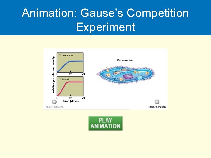 Animation: Gause’s Competition Experiment 